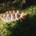 Meine Schildkröte