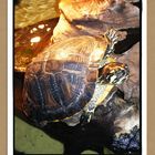 Meine Schildkröte MOMO