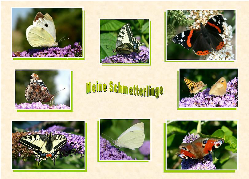 Meine Schmetterlinge