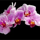 Meine Schmetterlings-Orchidee...
