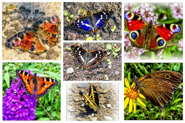 MEINE SCHMETTERLINGSSAMMLUNG....