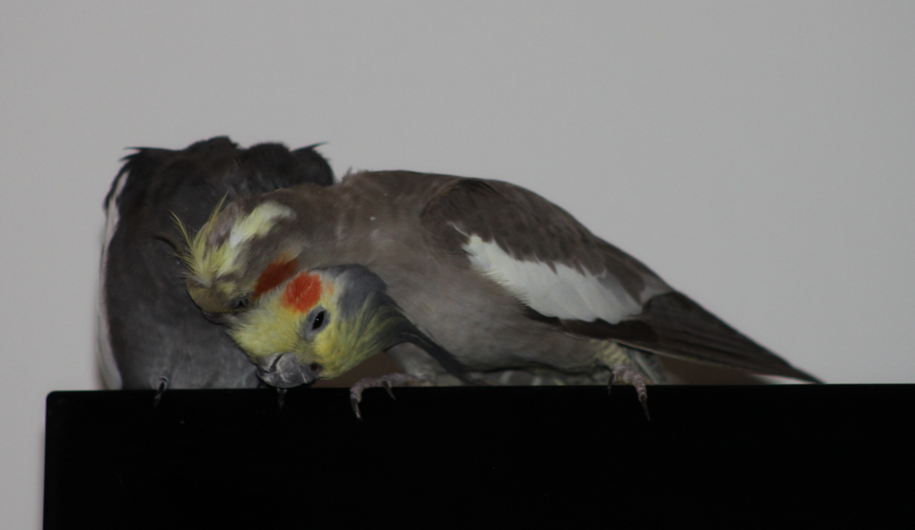 Meine schmusebacken Lola und Hugo