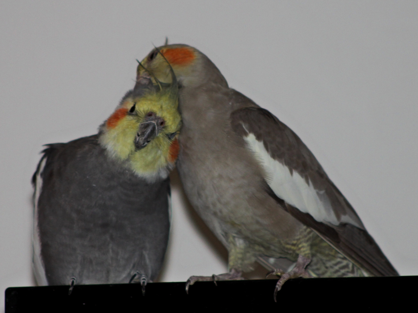 Meine schmusebacken Lola und Hugo1