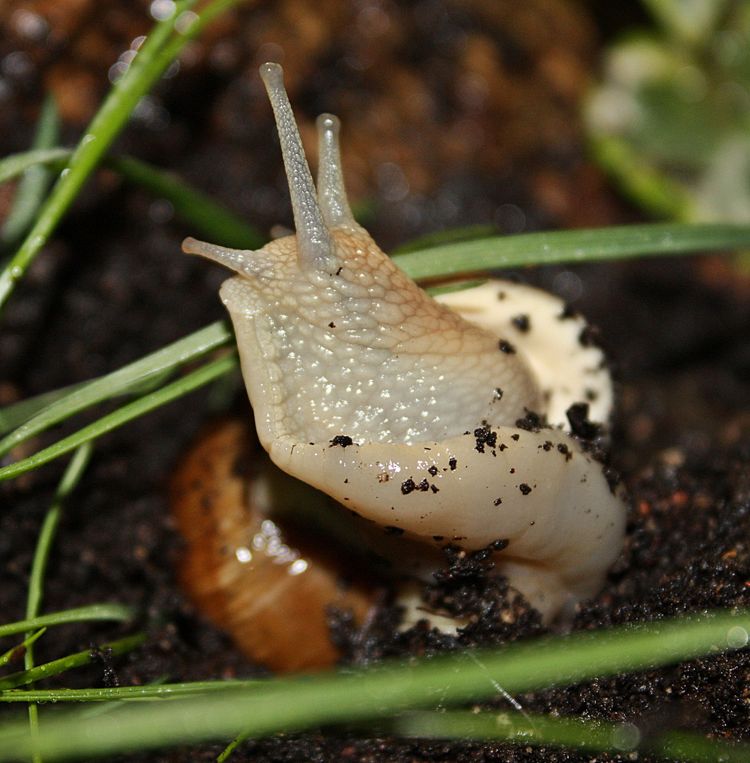 meine Schnecke