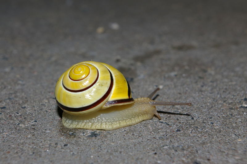 meine Schnecke.....