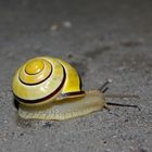 meine Schnecke.....