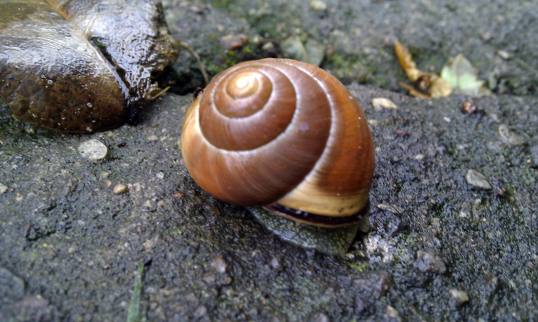 Meine Schnecke