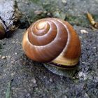 Meine Schnecke