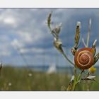 Meine Schnecke auf dem Weg zum Strand