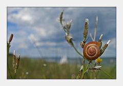 Meine Schnecke auf dem Weg zum Strand