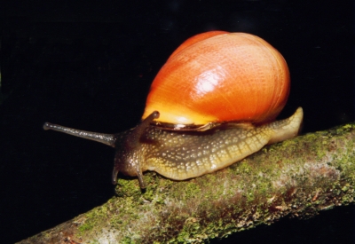 Meine Schnecke