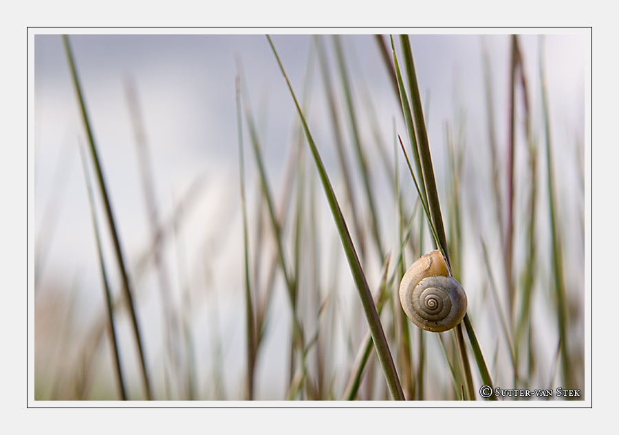 Meine Schnecke