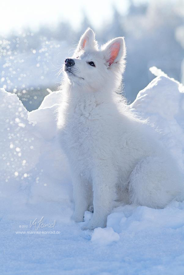 Meine Schneeprinzessin