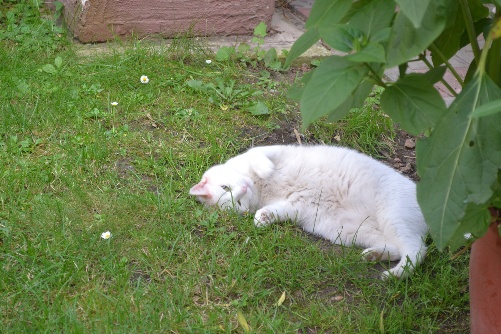 Meine schneeweiße Katze Bianca in ihrer Wohlfühlpose im Garten