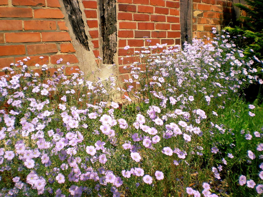 Meine schöne Blüte