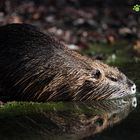 Meine schöne Mummel :-)