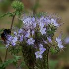 Meine schönste Feldblume in diesem Jahr