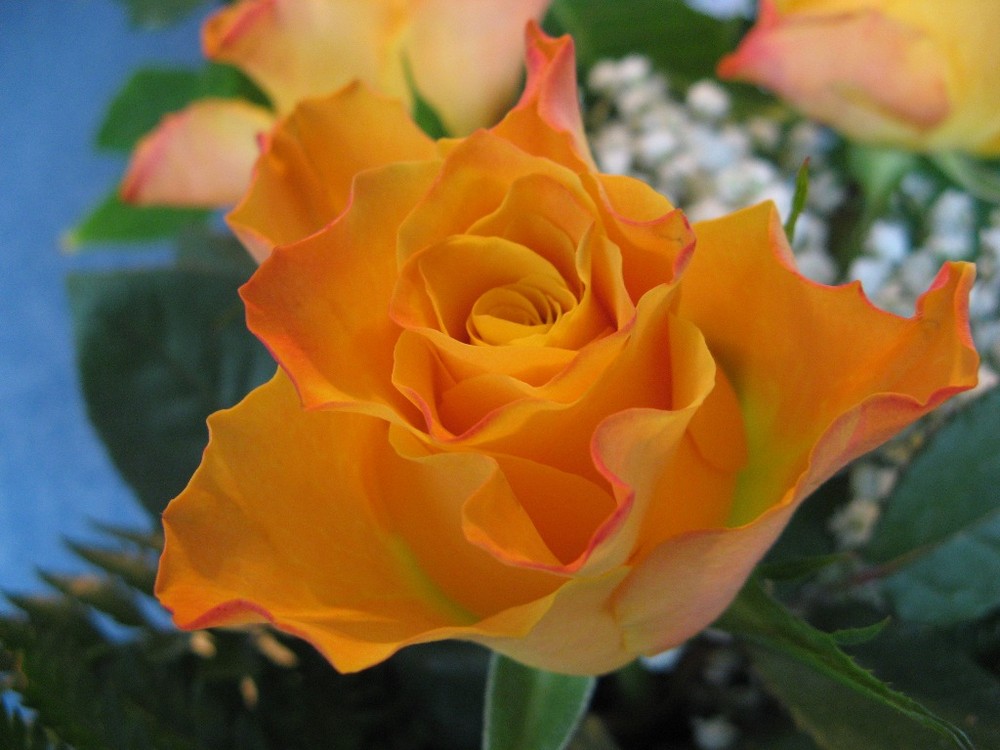 meine "schönste" Rose