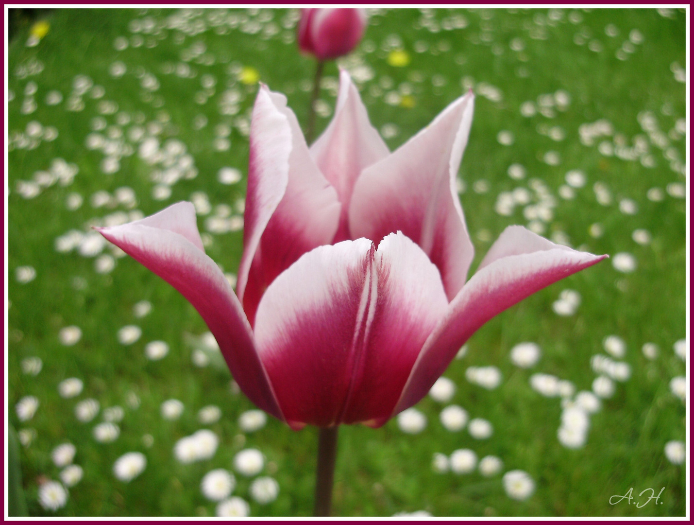 meine schönste Tulpe