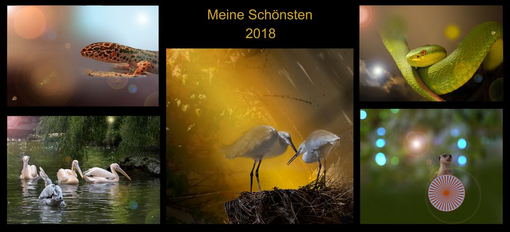 Meine Schönsten 2018 