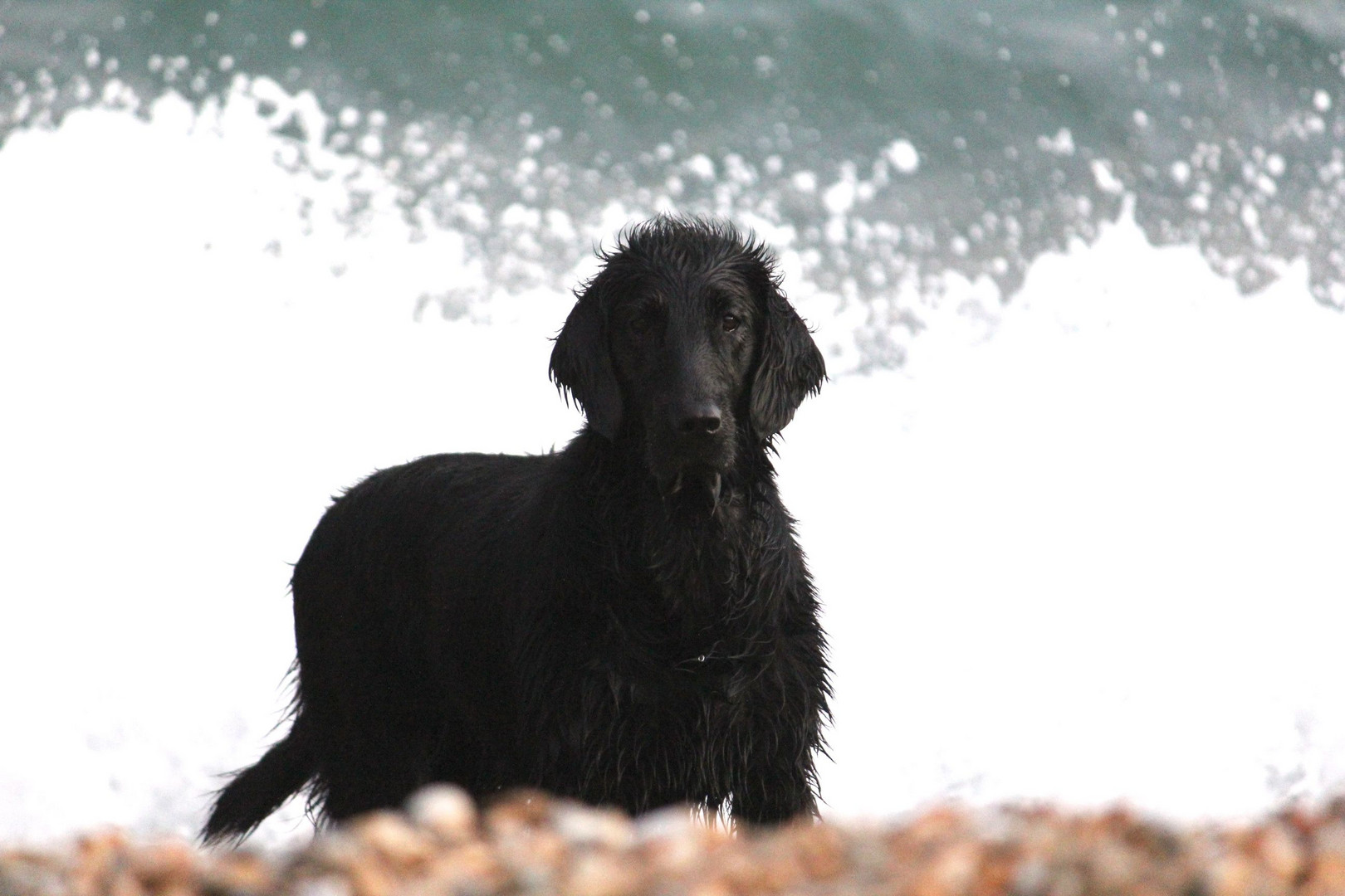 Meine schwarze Perle Majestic Meagan - Flat Coated Retriever