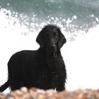 Meine schwarze Perle Majestic Meagan - Flat Coated Retriever