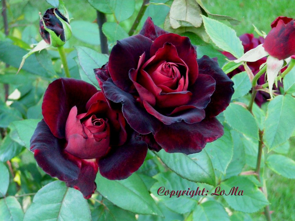Meine schwarze Rose