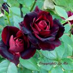 Meine schwarze Rose