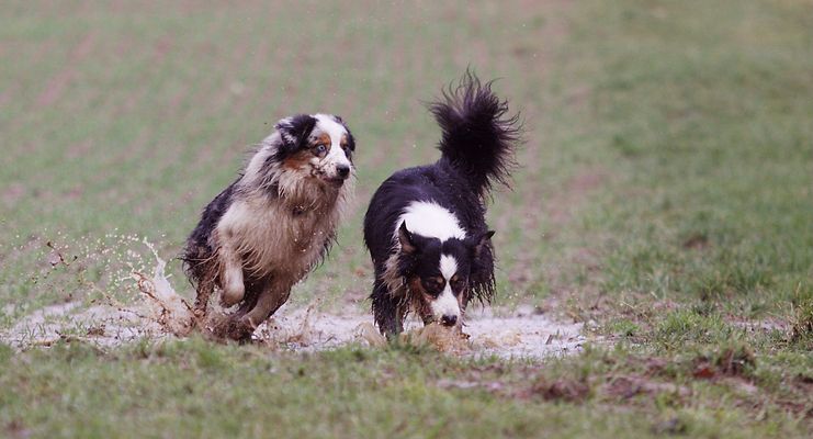 meine Schweine in der Pfütze