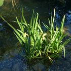 Meine Schwertlilien am Weiher