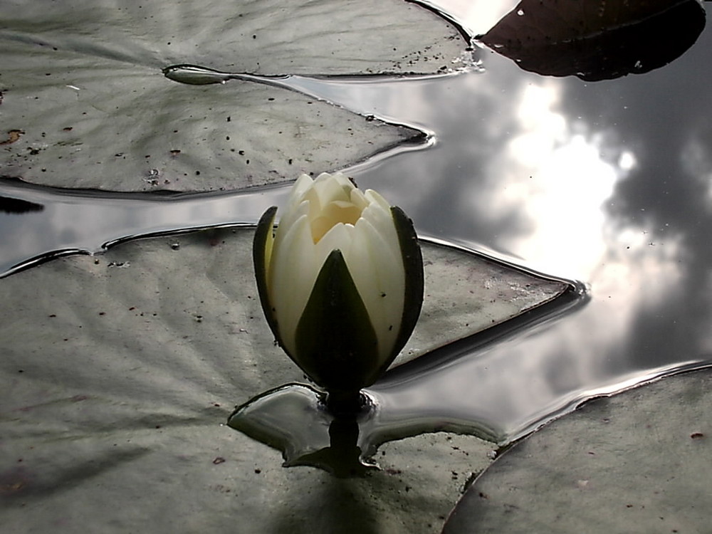 Meine Seerose