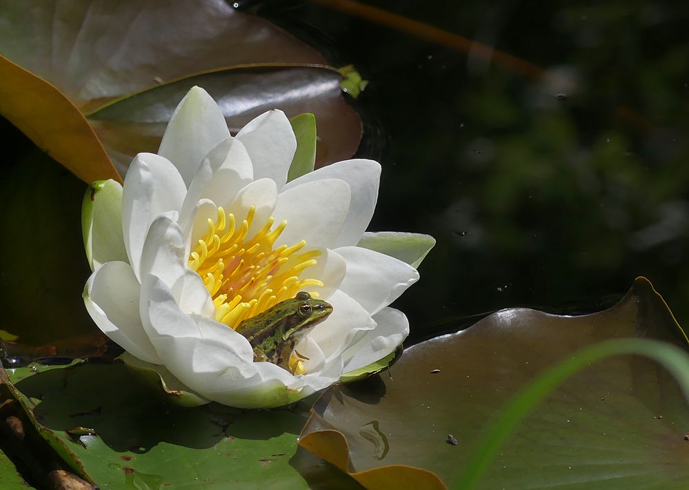 Meine Seerose