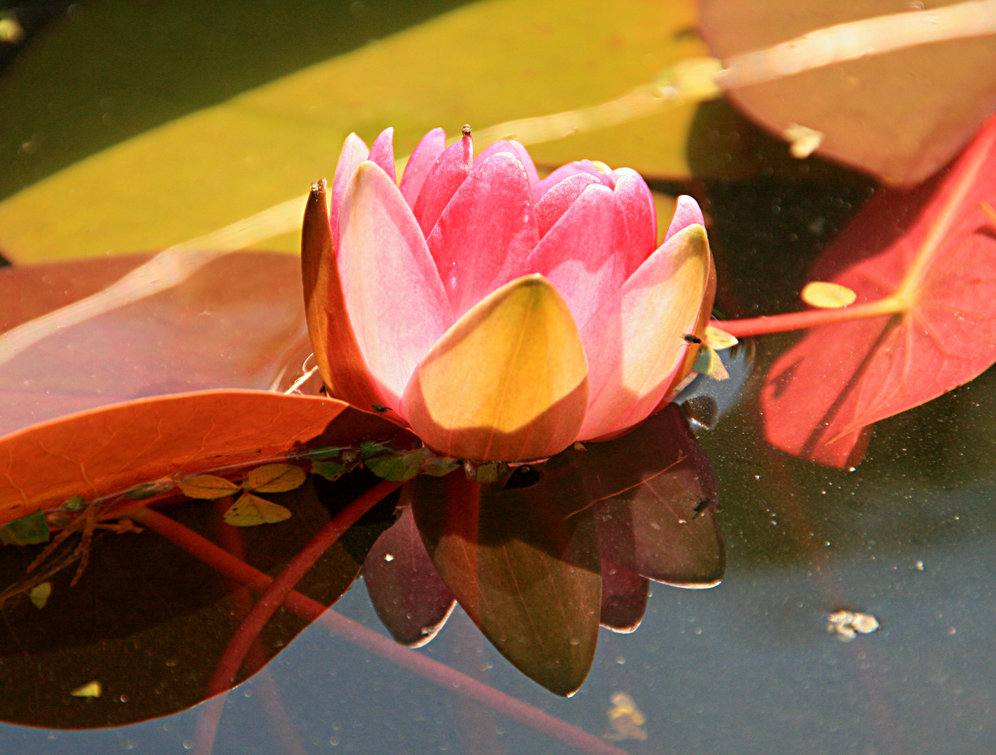 Meine Seerose Bluht Foto Bild Pflanzen Pilze Flechten