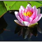 Meine Seerose im Gartenteich