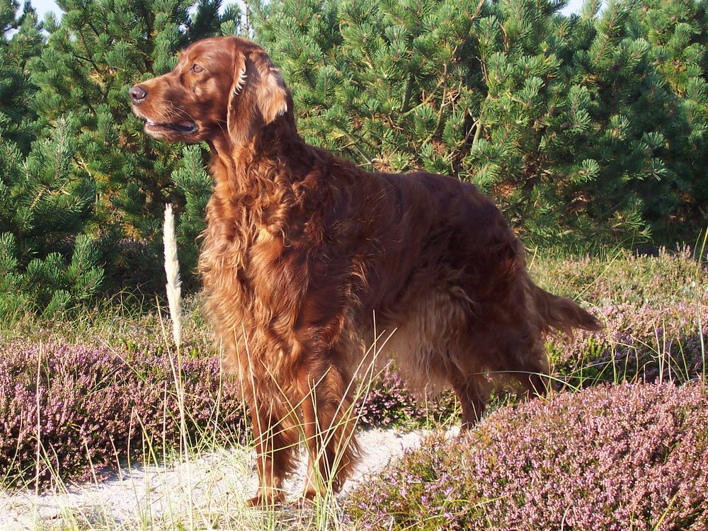 Meine Setter-Maus Renwein...