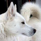 Meine siberian Husky`s