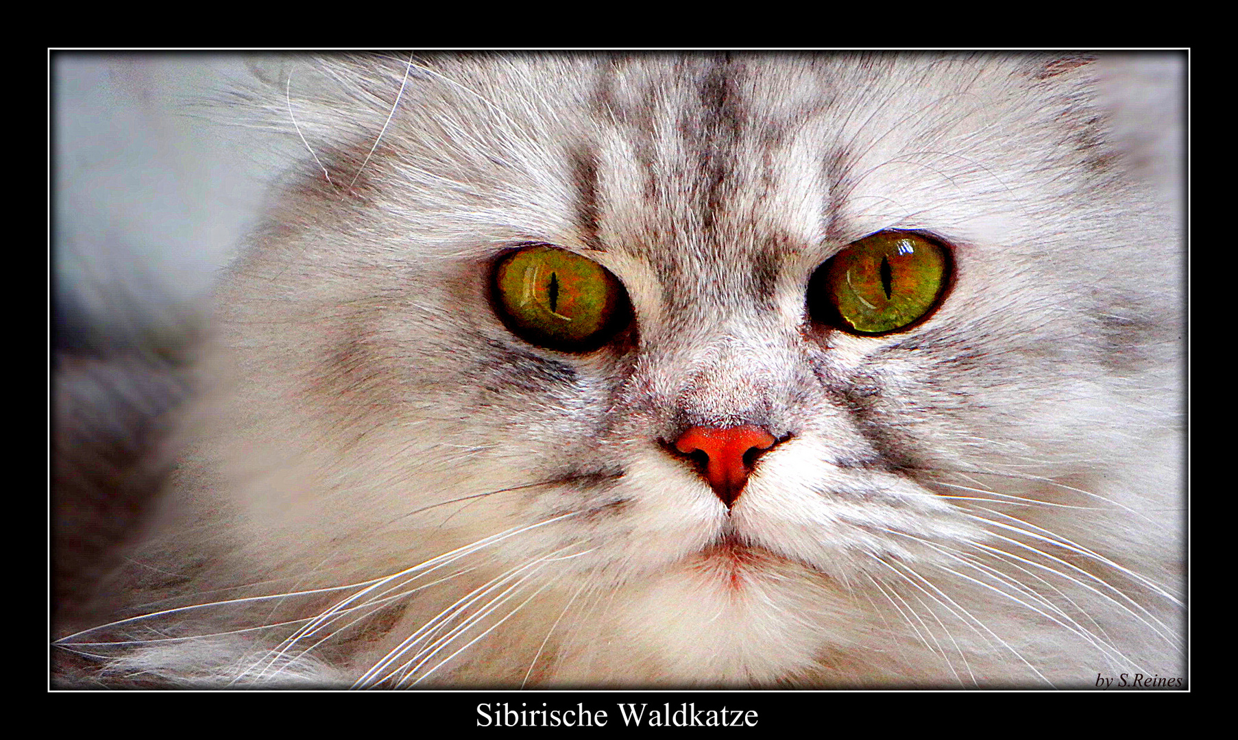 Meine sibirische Waldkatze