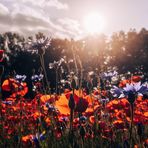 Meine Sicht auf den Mohn