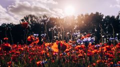 Meine Sicht auf den Mohn