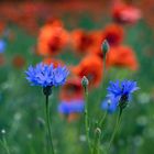 Meine Sicht auf den Mohn