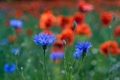 Meine Sicht auf den Mohn