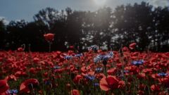 Meine Sicht auf den Mohn