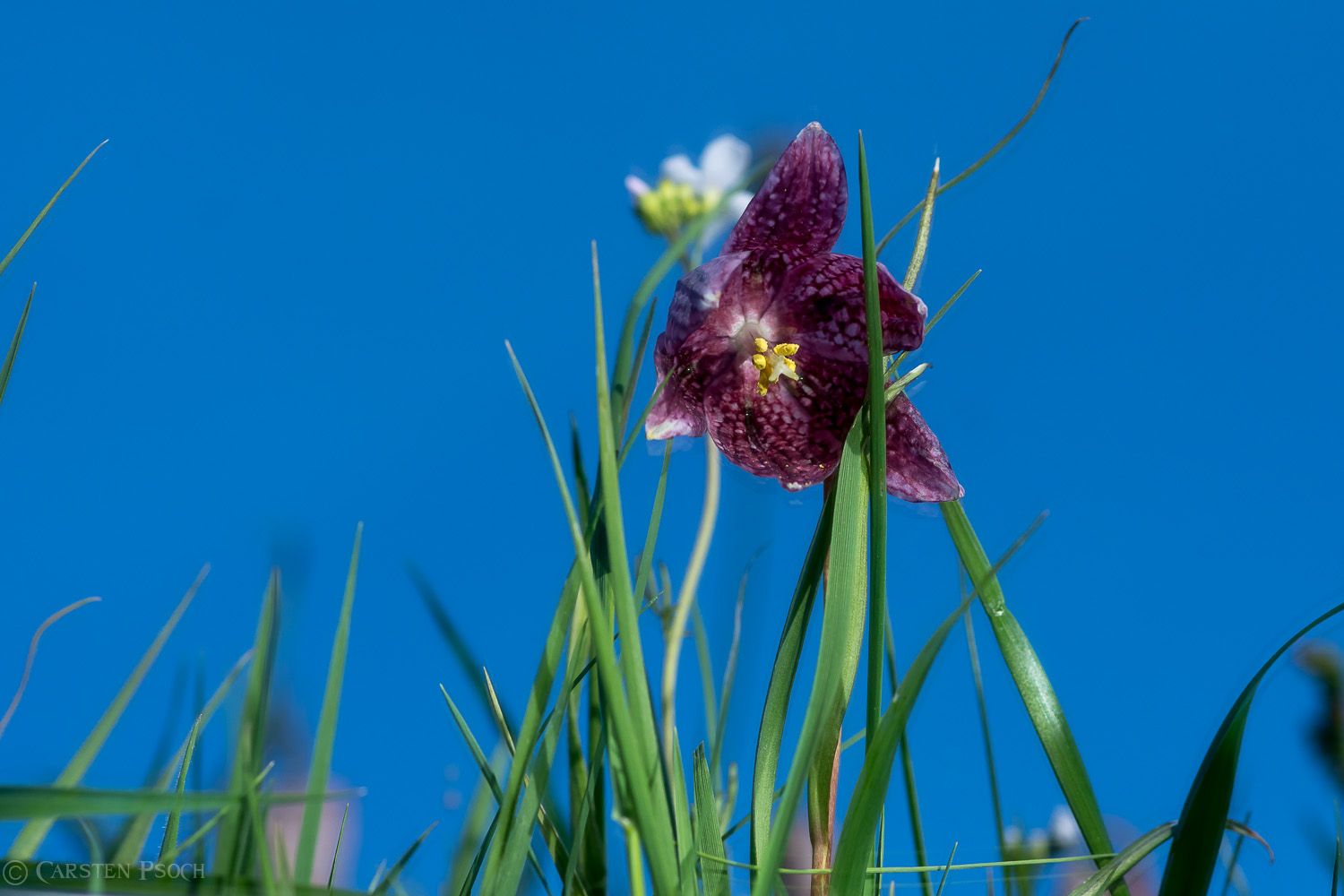 Meine Sicht auf die Schachbrettblumen