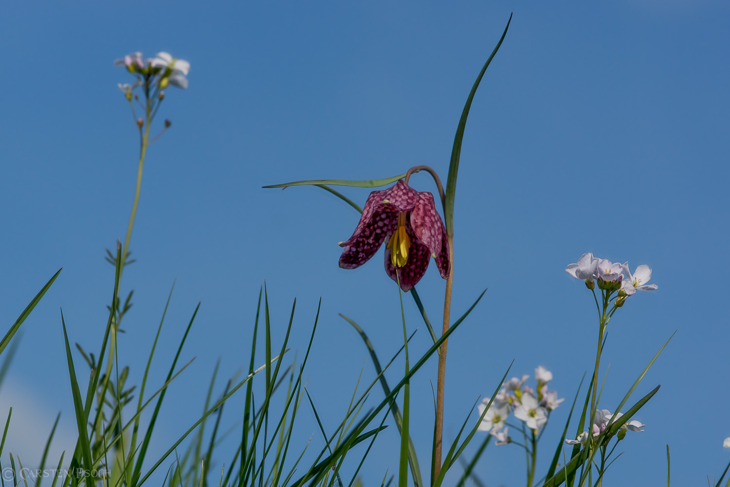 Meine Sicht auf die Schachbrettblumen Part II