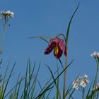 Meine Sicht auf die Schachbrettblumen Part II