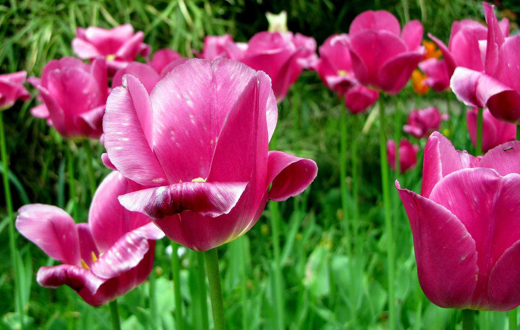 Meine Sichtweise der Tulpen