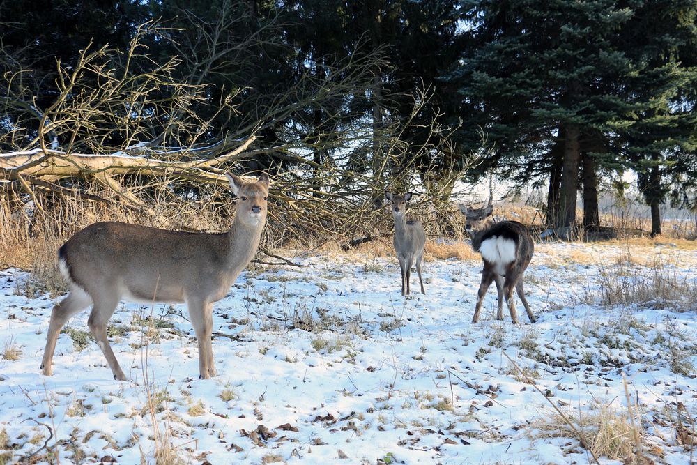 Meine Sika's im Schnee