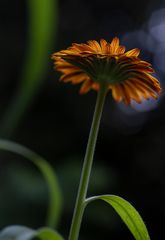 Meine Sommer_Blüten 2021