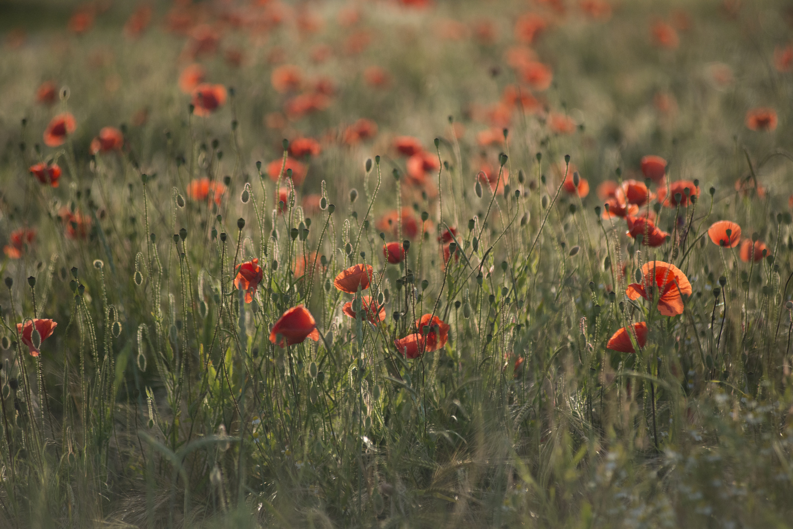 Meine Sommerlieblingsblumen