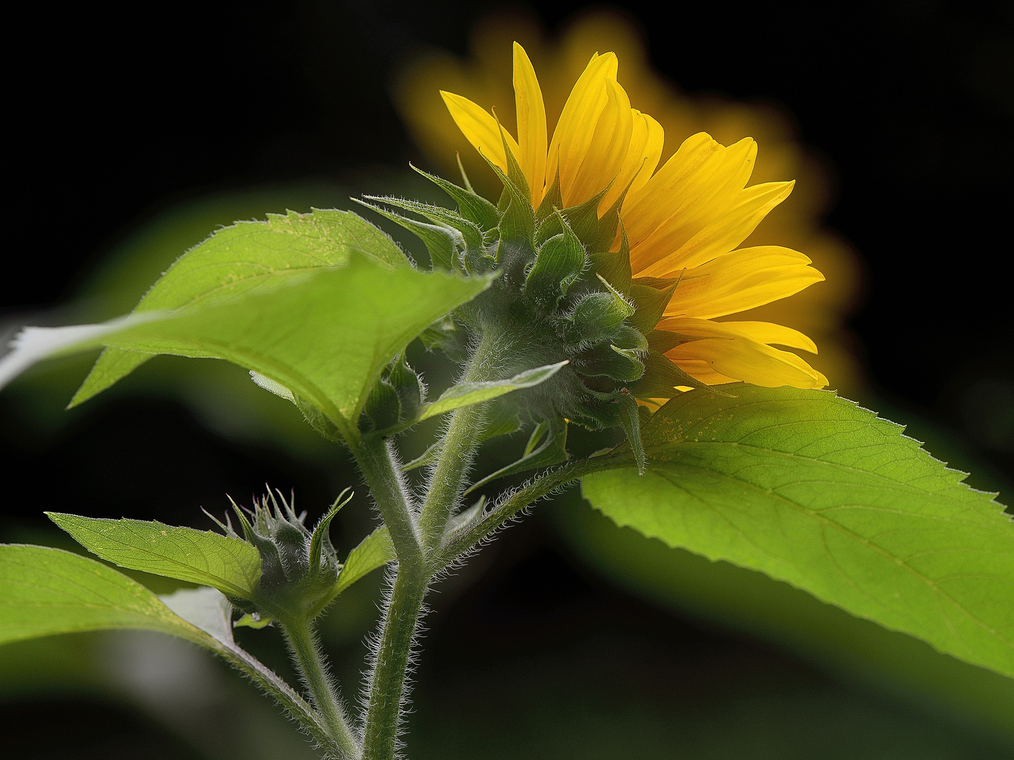 Meine Sonnenblume